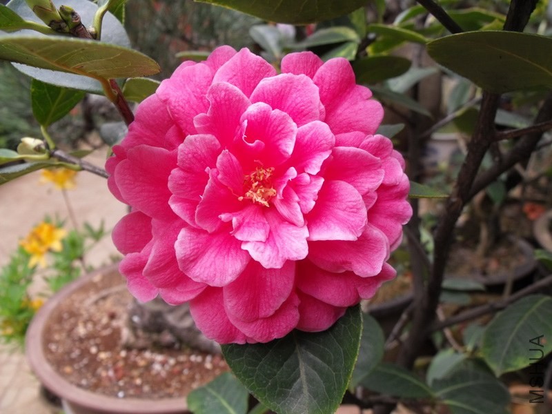 DSCF3371.JPG