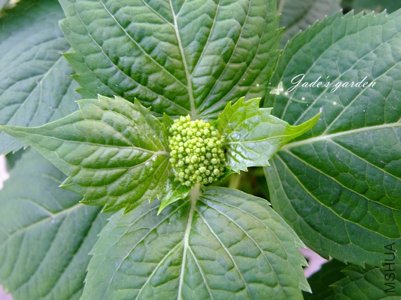 DSCF5496.jpg