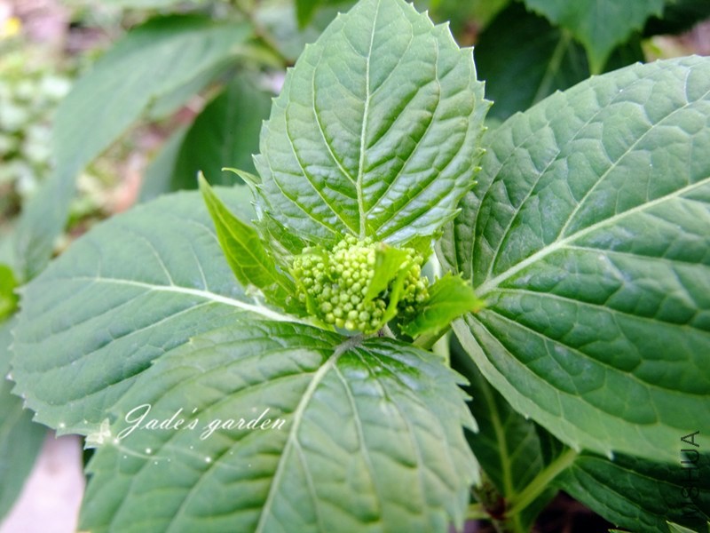 DSCF5495.jpg