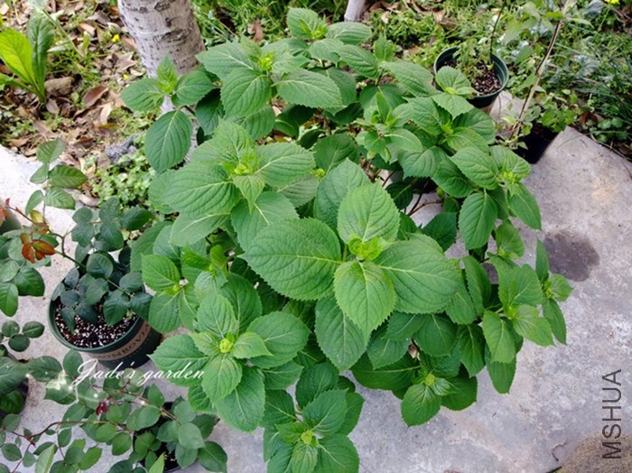 DSCF5498.jpg
