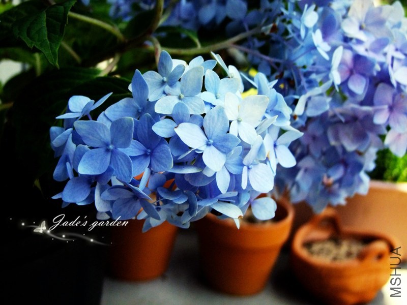 DSCF1220.jpg