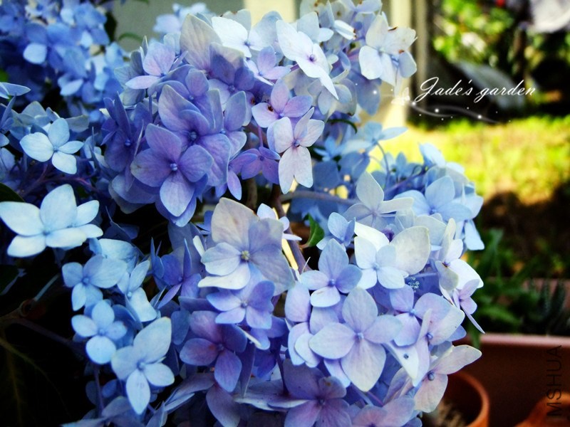 DSCF1221.jpg