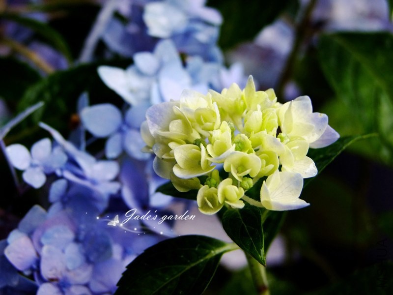 DSCF1390.jpg