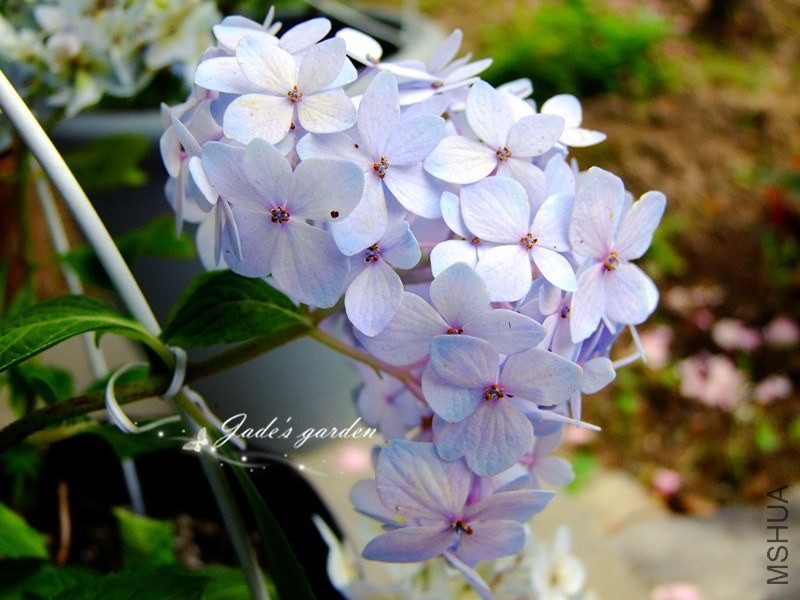 DSCF1585.jpg