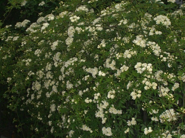 CIMG0254.JPG