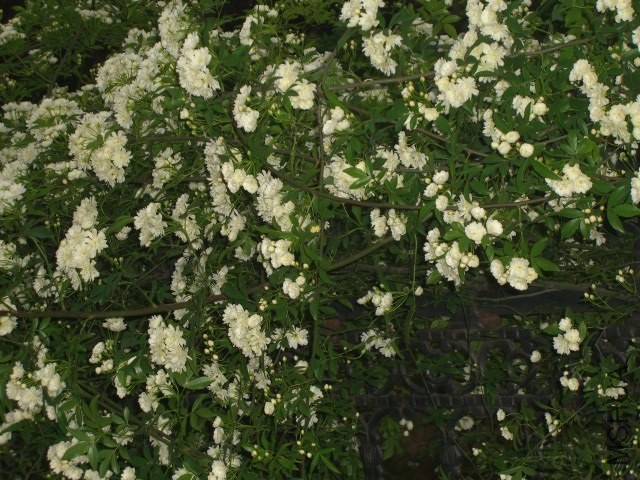 CIMG0251.JPG