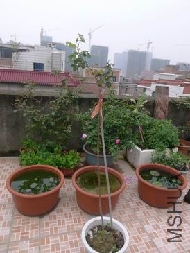 ������С P1020547.JPG