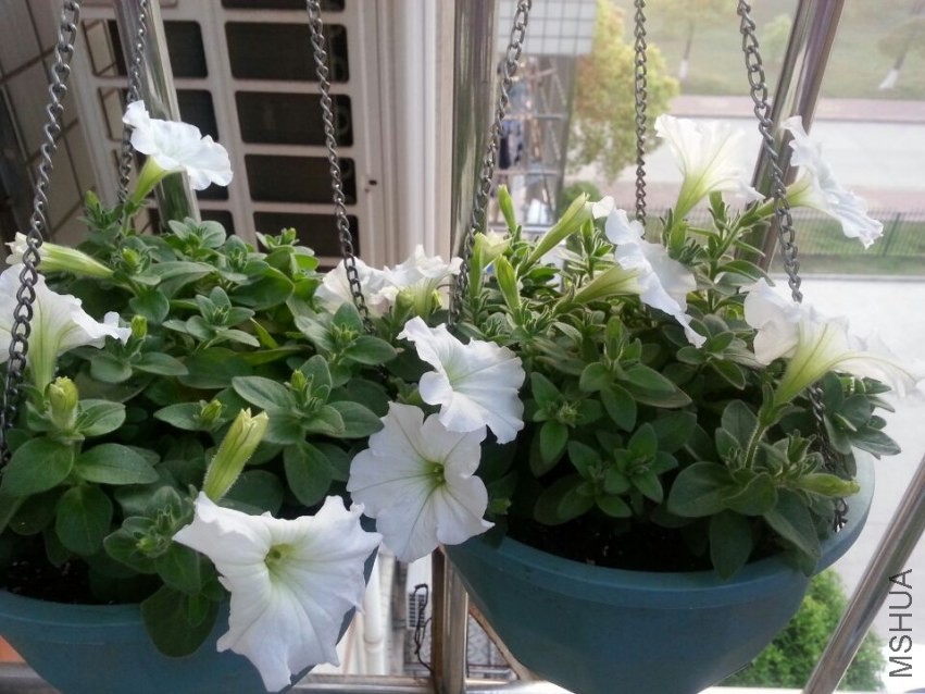 ��ţ���˸�����20140409