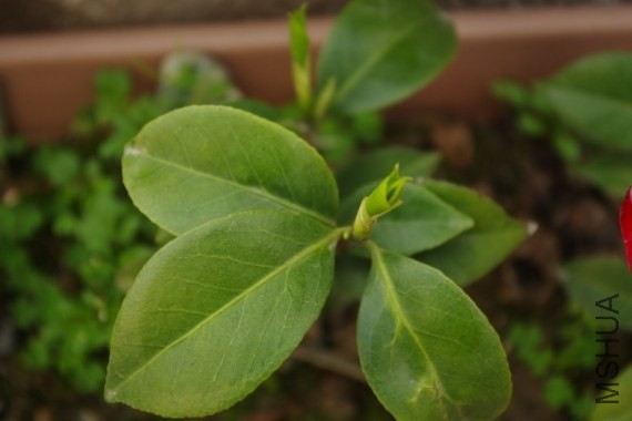 ��ɫţ����