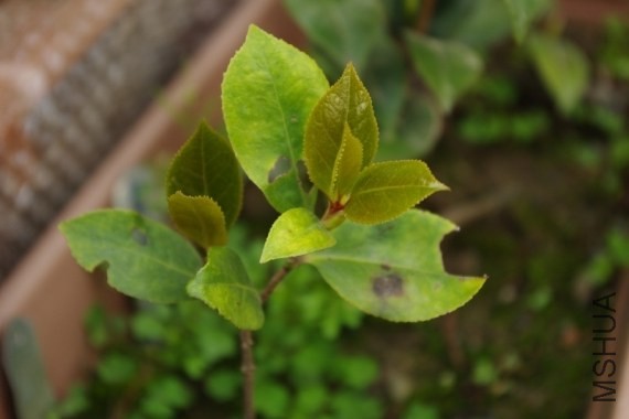 �ٺ�������ԧ����