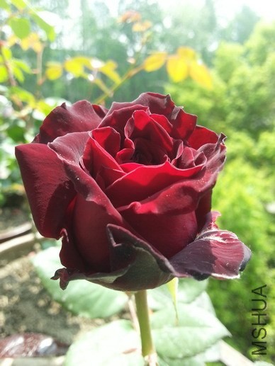 20140409_111007_��С��С.jpg