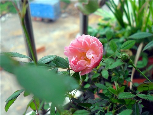 SDC14586.JPG