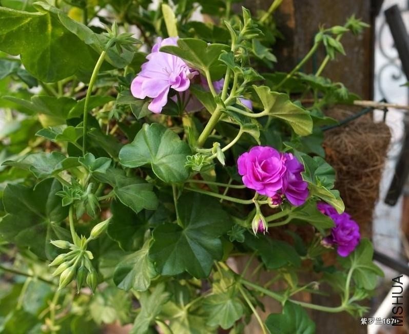 �������Ʒ�ֽ�ʲô��