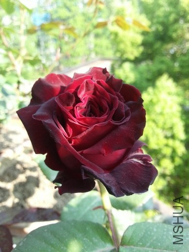 20140409_160038_��С��С.jpg