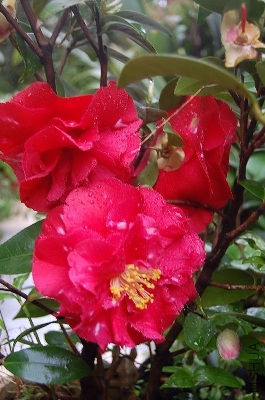 DSC_00620062.JPG