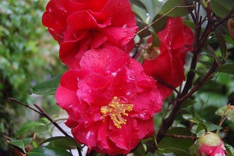 DSC_00610061.JPG