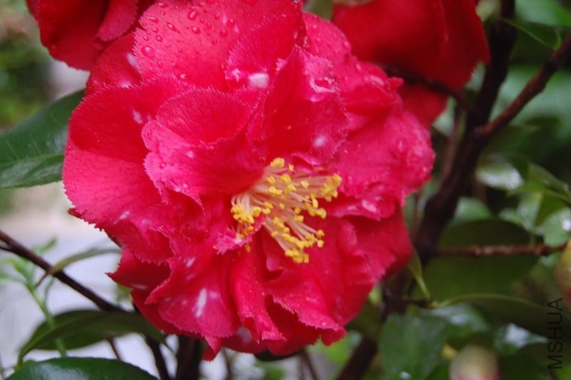 DSC_00600060.JPG