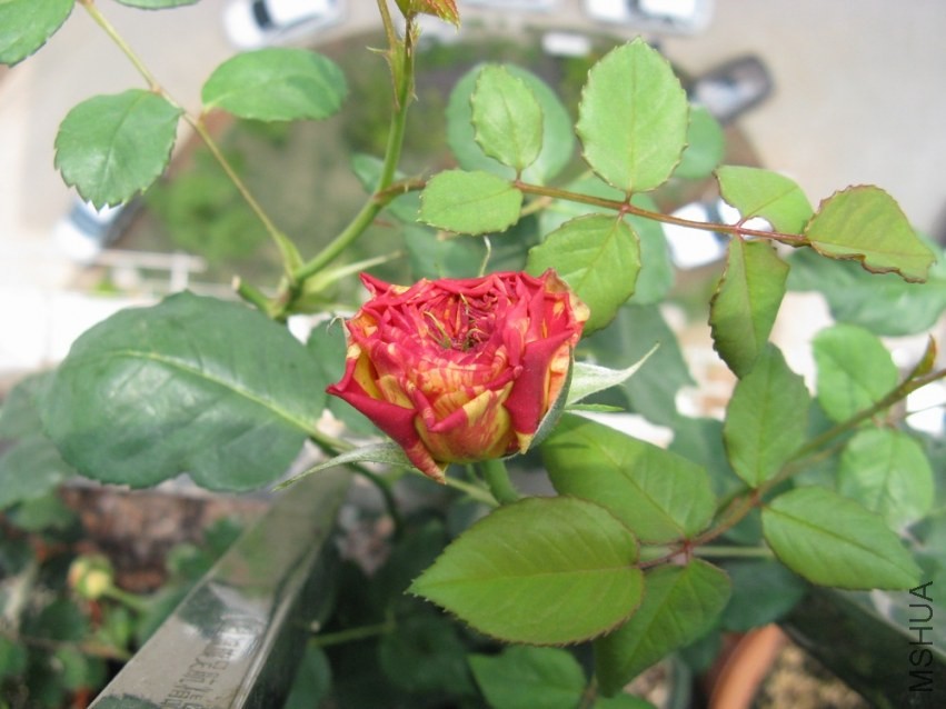 ��Ƭ 087.jpg