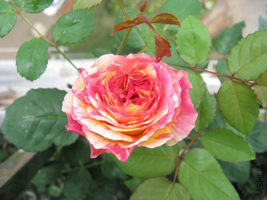 ��Ƭ 088.jpg