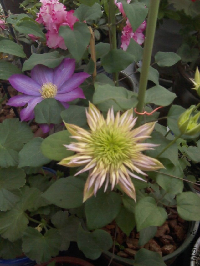 �ʵ� - ����.jpg