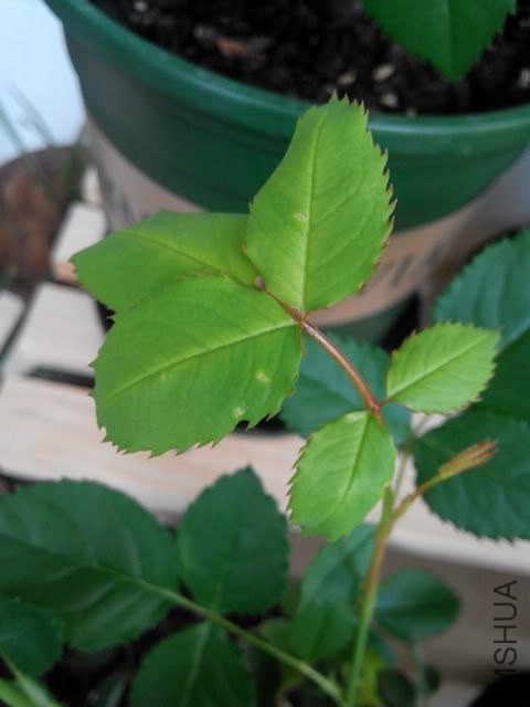 IMG_20140410_071710.jpg