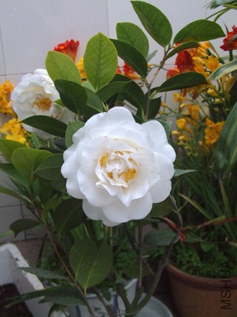 DSCF6973.JPG
