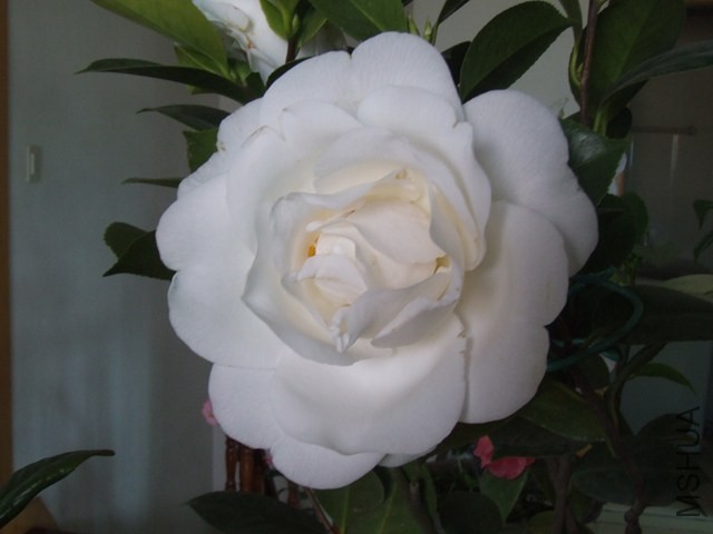 DSCF6918.JPG