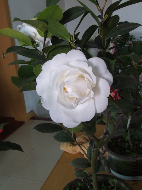 DSCF6922.JPG