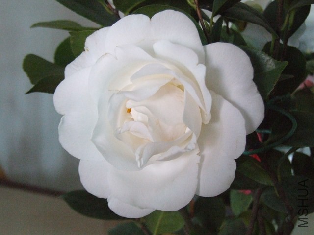 DSCF6930.JPG