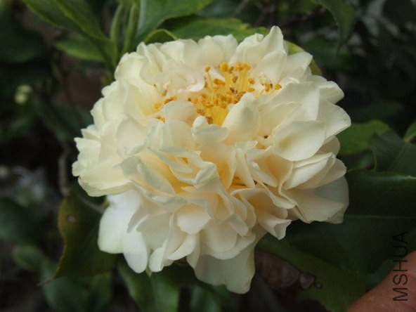 DSCF7022.JPG