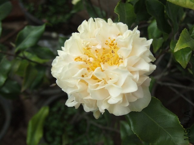 DSCF7019.JPG