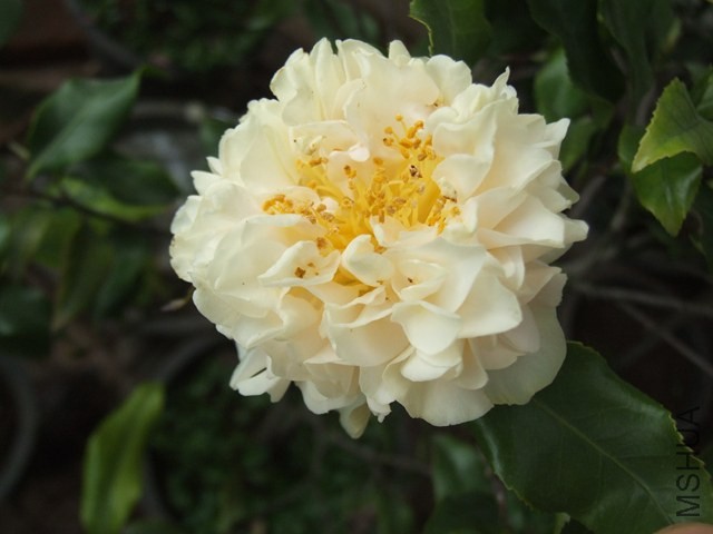 DSCF7021.JPG