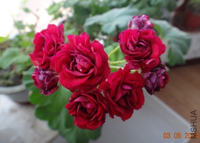 QQͼƬ20140305082321.jpg