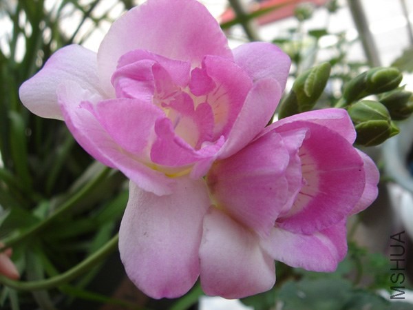 DSC04312.JPG
