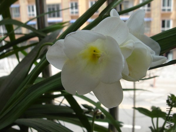 DSC04313.JPG