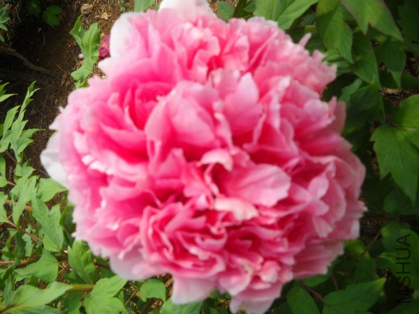 ��Ƭ 055_meitu_7.jpg