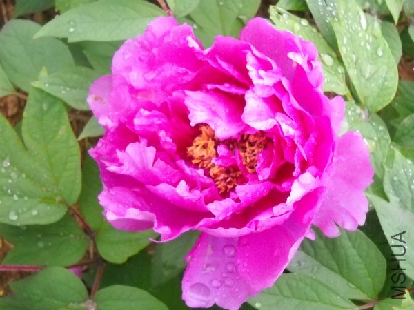 ��Ƭ 180_meitu_8.jpg