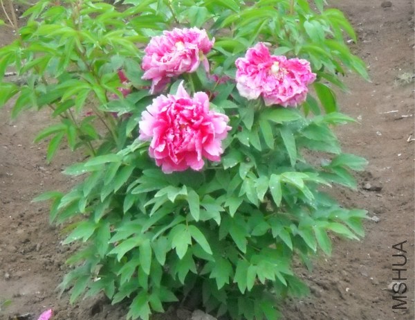 ��Ƭ 212_meitu_10.jpg