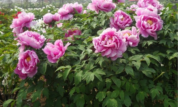 ��Ƭ 100_meitu_11.jpg