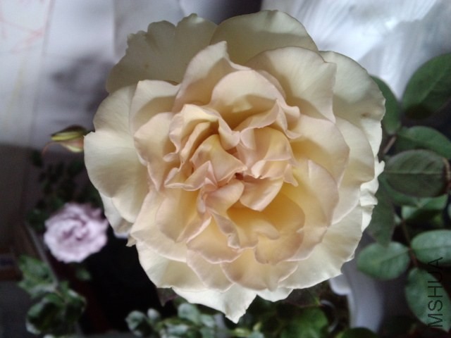2014-04-10_08-32-10_676.jpg