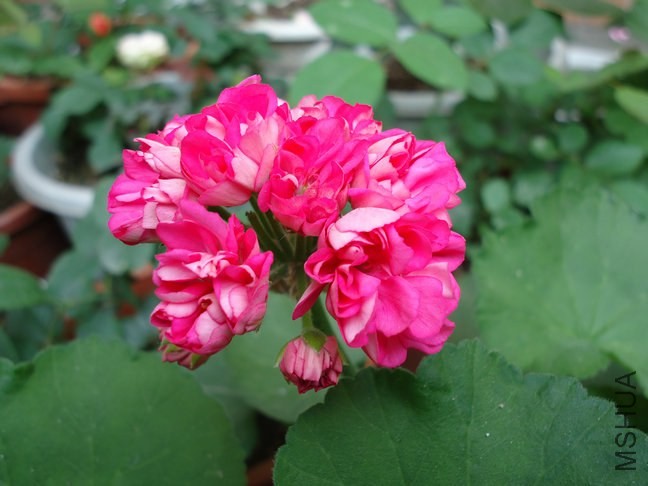 DSC01605.jpg
