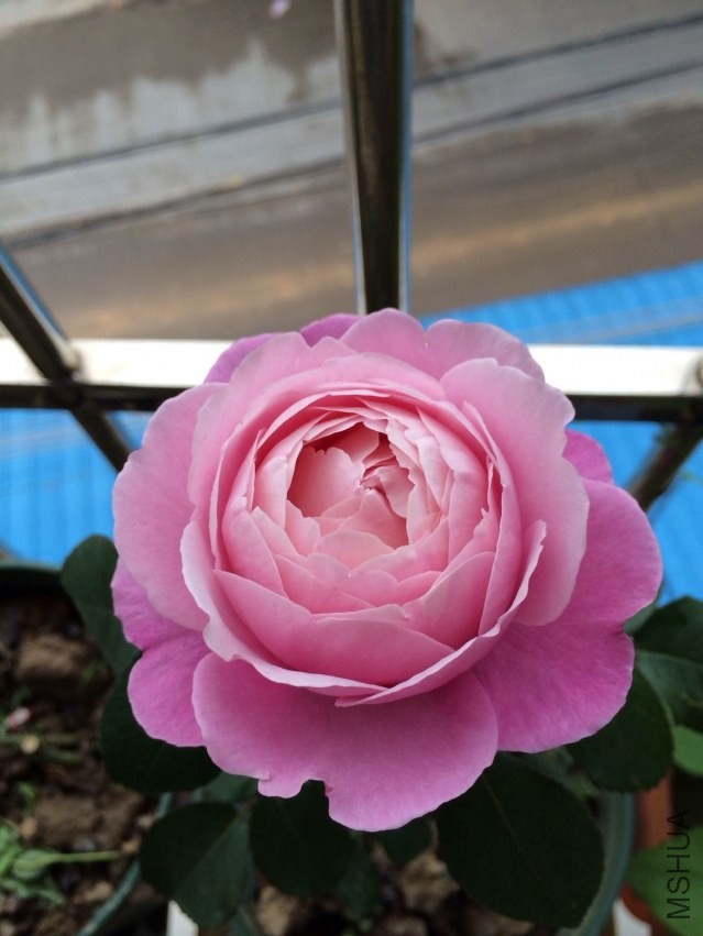 psb (7).jpg
