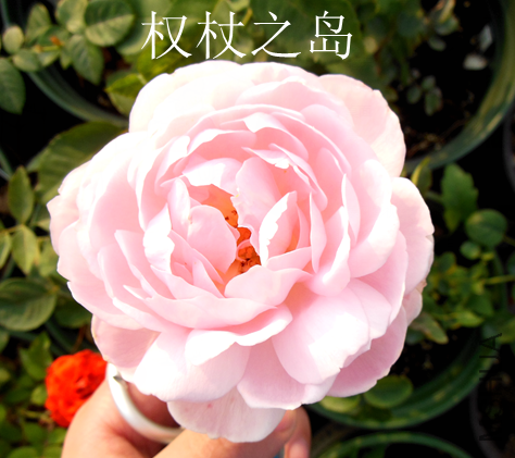 QQ��ͼ20140410165056.png
