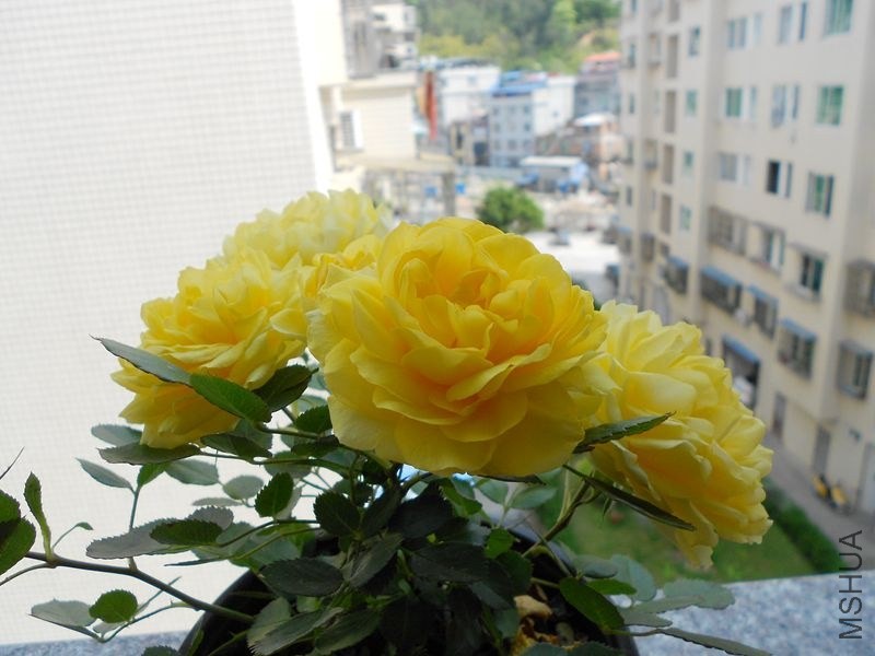 DSCN4781_����.jpg
