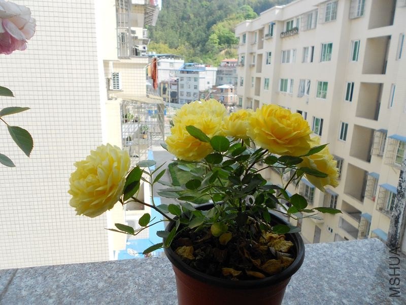 DSCN4782_����.jpg
