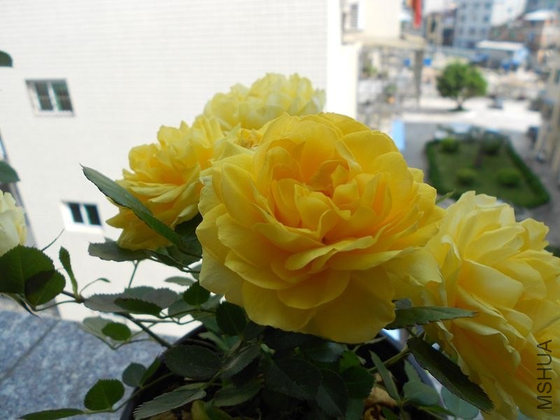 DSCN4786_����.jpg