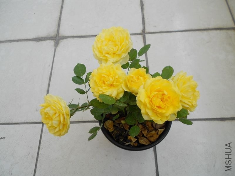 DSCN4798_����.jpg