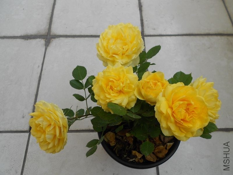 DSCN4802_����.jpg