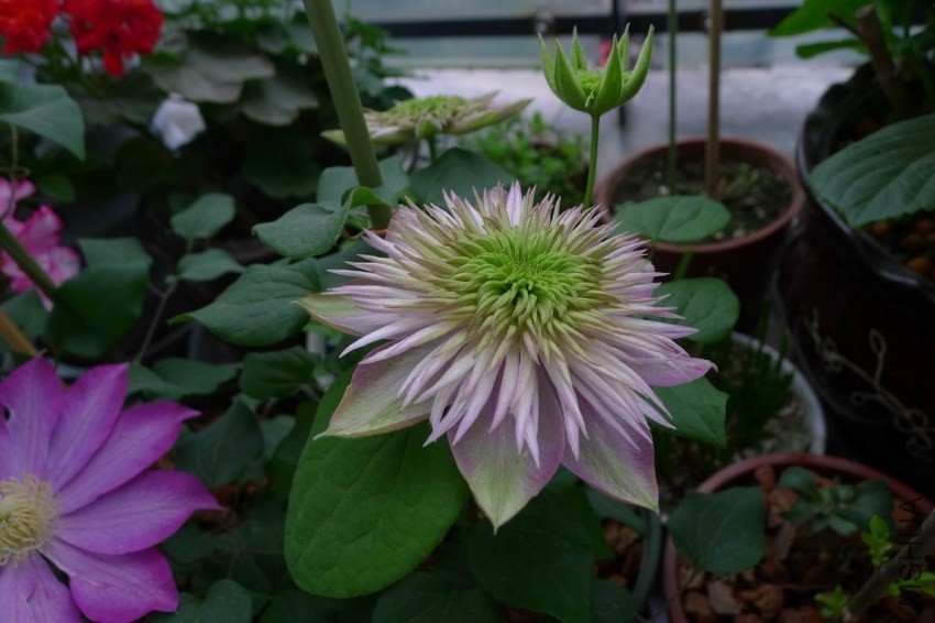 ������С P1120133.JPG