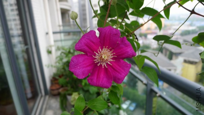 ������С P1110250.JPG